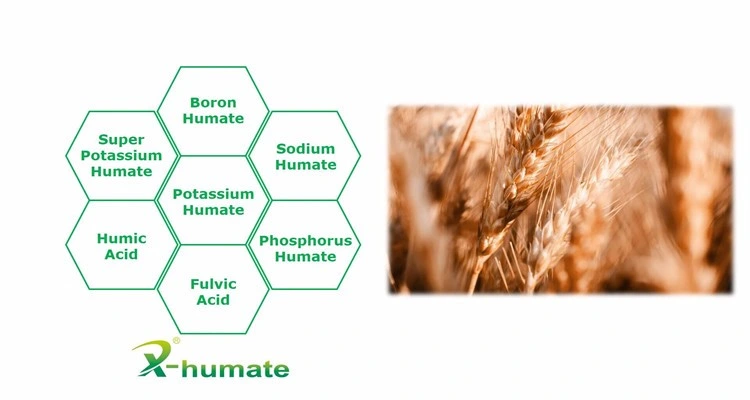 Amino Acid Powder Free Chloride